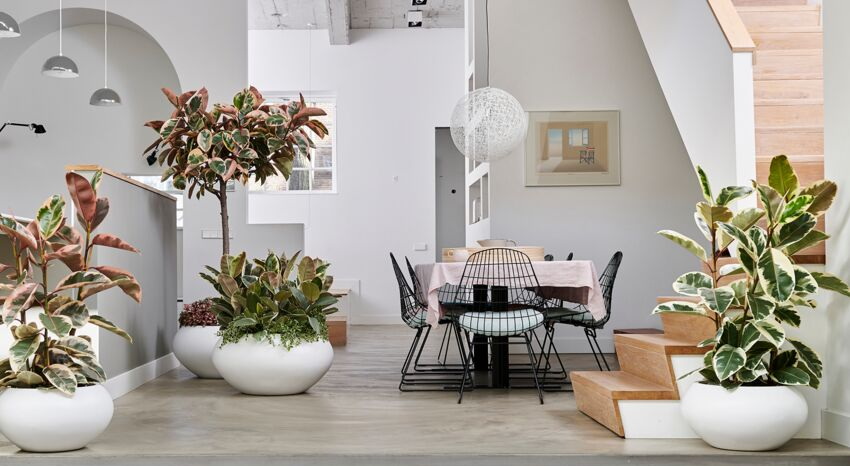 Растения в интерьере: как выбрать правильное comment-s-occuper-d-un-ficus.jpeg