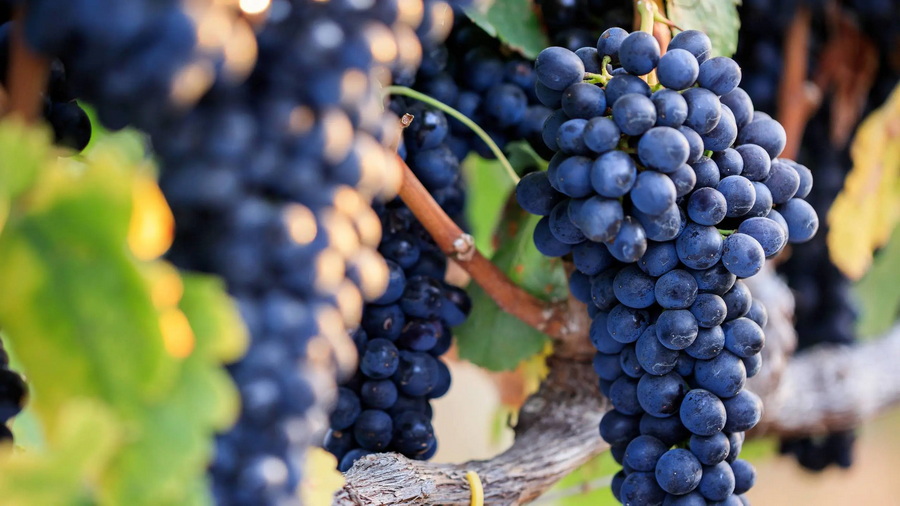 Syrah-70.jpg