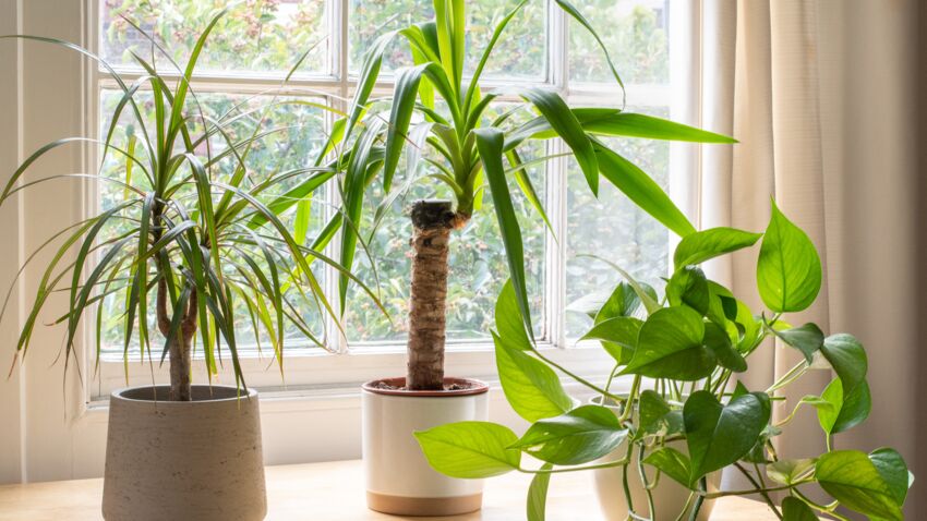 Как правильно купить растение для дома entretenir-son-yucca.jpeg
