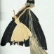 Эмблема Дома Ланвен, 1922 г.